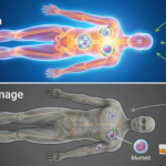 An infographic showing green tea, coffee, and dark chocolate all contributing to the growth of a central, healthy stem cell.