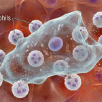 A microscopic battle scene showing numerous small neutrophils attacking a large Naegleria fowleri amoeba, which is resilient to the attack.